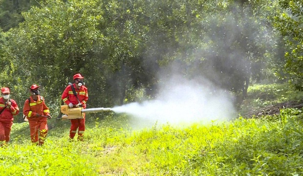 Châu chấu càn quét như vũ bão, nông dân Trung Quốc bị ám ảnh cảnh tượng sợ dựng tóc gáy - Ảnh 3.