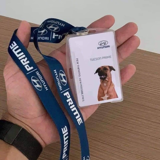 Showroom Hyundai nhận chó hoang vào làm việc, bao ăn ở và thăng chức 2 lần trong 3 tháng - Ảnh 4.
