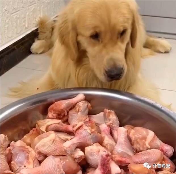 Hàng loạt người chủ ép thú cưng quay mukbang, ăn đùi gà sống, lòng bò sống vì mục đích nổi tiếng khiến dư luận phẫn nộ - Ảnh 1.