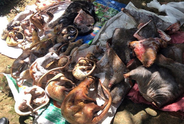 Choáng với 2 ổ nuôi nhốt, cấp đông động vật quý hiếm ở Lâm Đồng  - Ảnh 1.