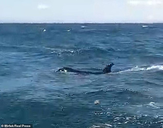  Cá voi sát thủ bao vây, tấn công dữ dội tàu thuyền ở Tây Ban Nha  - Ảnh 3.