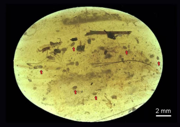 Tìm thấy cụ tinh trùng già nhất thế giới được bảo quản nguyên vẹn trong hóa thạch hổ phách - Ảnh 2.