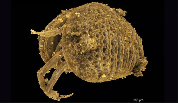 Tìm thấy cụ tinh trùng già nhất thế giới được bảo quản nguyên vẹn trong hóa thạch hổ phách - Ảnh 4.