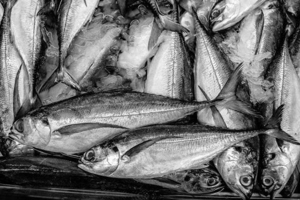 Ăn thịt cá tốt cho sức khỏe nhưng có 2 loại cá là bể chứa các kim loại nặng tốt nhất không nên ăn - Ảnh 3.