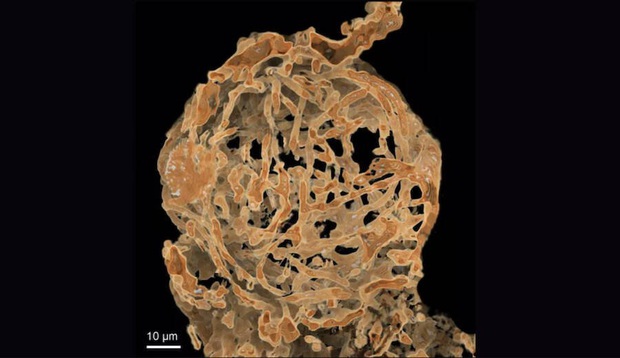 Tìm thấy cụ tinh trùng già nhất thế giới được bảo quản nguyên vẹn trong hóa thạch hổ phách - Ảnh 3.