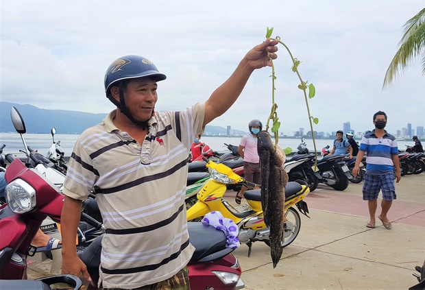 Sau bão, người dân Đà Nẵng ra các miệng cống xả, cửa sông quăng chài bắt cá khủng - Ảnh 7. Sau bão, người dân Đà Nẵng ra các miệng cống xả, cửa sông quăng chài bắt cá khủng - Ảnh 7.