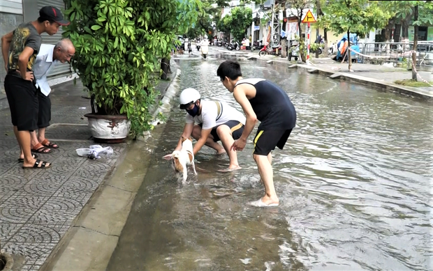 Clip: Người Đà Nẵng thích thú mang rổ ra đường phố bắt cá sau bão số 5 - Ảnh 3.