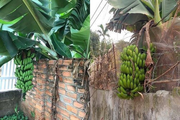 Những bé cây mọc sai trái khiến gia chủ phát bực, nhọc nhằn công chăm sóc mà người hưởng lại là gã hàng xóm lâu năm - Ảnh 6. Những bé cây mọc sai trái khiến gia chủ phát bực, nhọc nhằn công chăm sóc mà người hưởng lại là gã hàng xóm lâu năm - Ảnh 6.