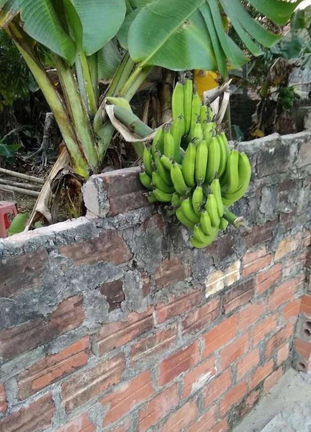 Những bé cây mọc sai trái khiến gia chủ phát bực, nhọc nhằn công chăm sóc mà người hưởng lại là gã hàng xóm lâu năm - Ảnh 9. Những bé cây mọc sai trái khiến gia chủ phát bực, nhọc nhằn công chăm sóc mà người hưởng lại là gã hàng xóm lâu năm - Ảnh 9.