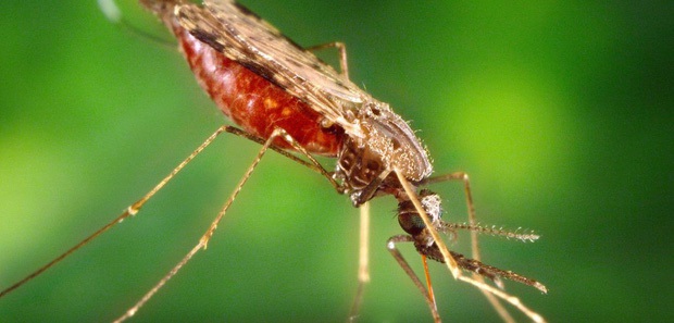 Nhóm máu duy nhất có thể tự động chống lại căn bệnh giết nửa triệu người mỗi năm, và cuối cùng khoa học cũng hiểu lý do tại sao - Ảnh 1.