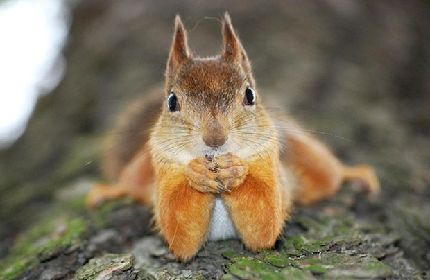 squirrel-16006844987341260132113.jpg