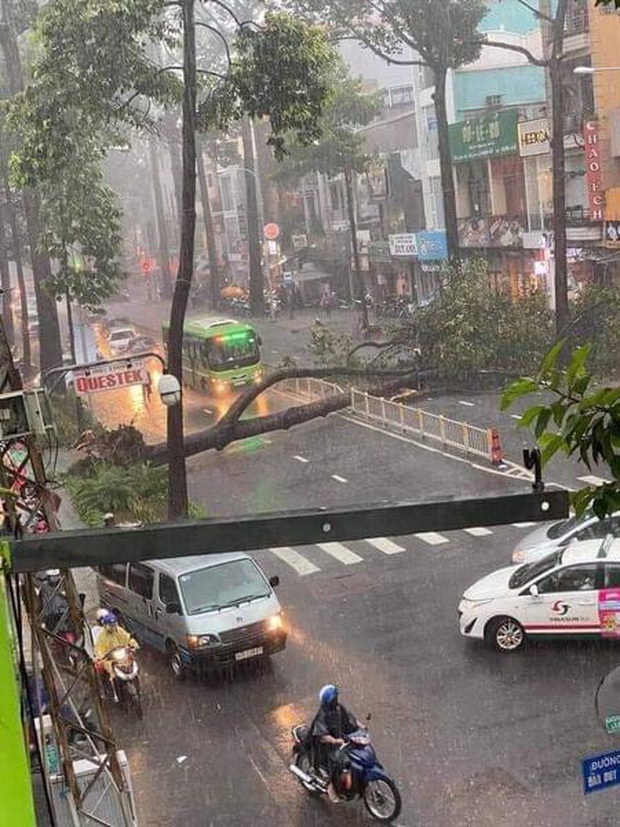Nạn nhân bị cây xanh bật gốc đè trúng trong cơn mưa lớn ở Sài Gòn đã tử vong - Ảnh 1.