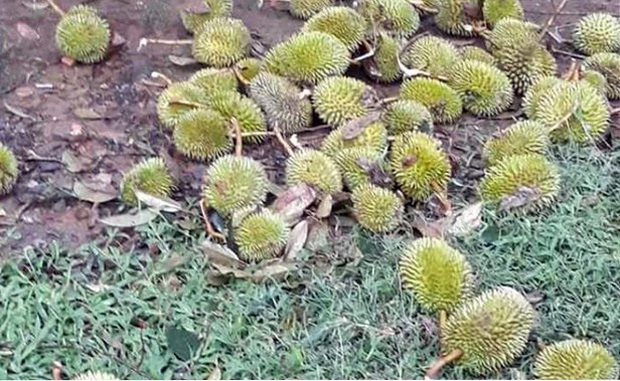 Lốc xoáy thổi bay 38 nóc nhà, làm rụng hàng tấn sầu riêng - Ảnh 1. Lốc xoáy thổi bay 38 nóc nhà, làm rụng hàng tấn sầu riêng - Ảnh 1.