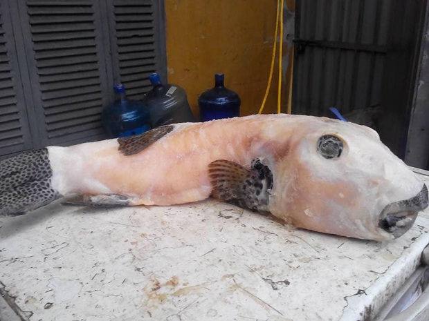 Loài cá có hình thù xấu xí nhưng được mệnh danh là “mỹ nhân ngư” Việt Nam, giới đại gia chi cả triệu để ăn dù cực độc - Ảnh 1.