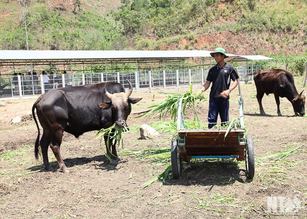 Đàn bò tót lai quý hiếm ốm o gầy mòn: Hơn năm qua, chúng chỉ được ăn rơm khô cầm cự qua ngày - Ảnh 2. Đàn bò tót lai quý hiếm ốm o gầy mòn: Hơn năm qua, chúng chỉ được ăn rơm khô cầm cự qua ngày - Ảnh 2.