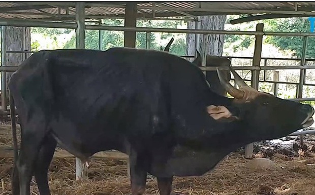 Đàn bò tót lai quý hiếm ốm o gầy mòn: Hơn năm qua, chúng chỉ được ăn rơm khô cầm cự qua ngày - Ảnh 1. Đàn bò tót lai quý hiếm ốm o gầy mòn: Hơn năm qua, chúng chỉ được ăn rơm khô cầm cự qua ngày - Ảnh 1.