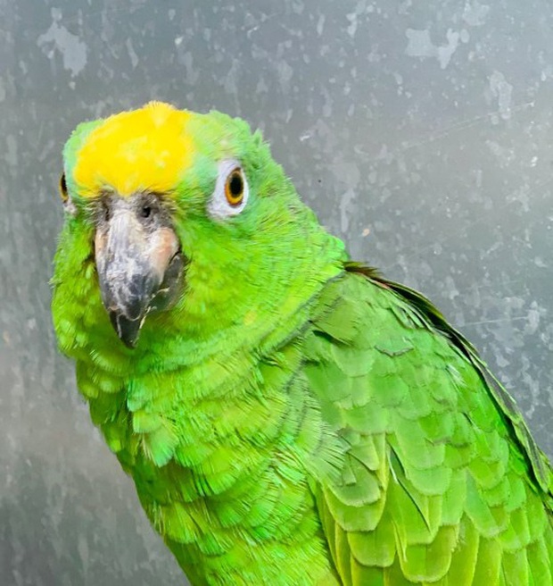 Video: The parrot became an internet phenomenon when he suddenly performed Beyoncé's hit with a huge voice and charisma that's no joke! - Photo 1.