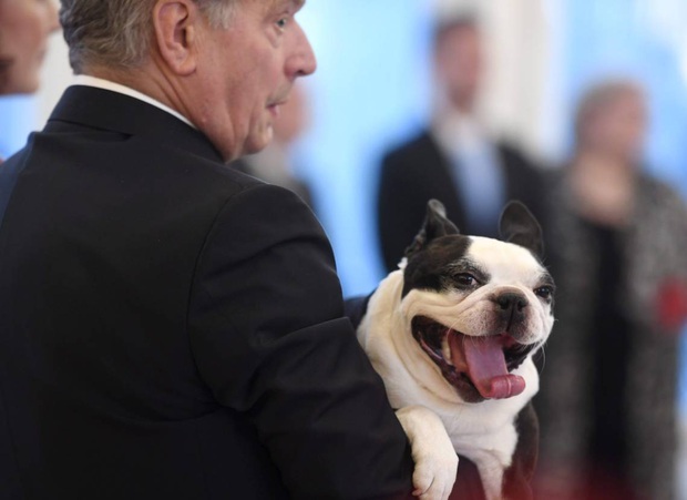 Là nguyên thủ quốc gia cũng không thoát khỏi kiếp con sen: Những khoảnh khắc si mê chó cưng của Tổng thống Phần Lan gây sốt MXH - Ảnh 8.
