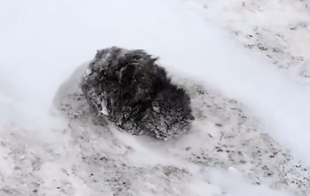 Phát hiện con vật đông cứng giữa đám tuyết trắng không thể nhận ra giống loài gì, người đàn ông can đảm đem về nhà và điều kỳ diệu xảy ra - Ảnh 3.