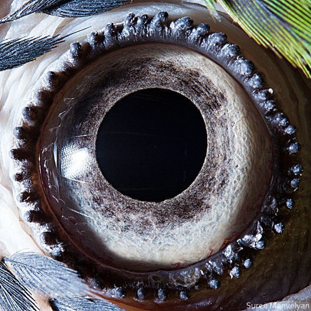 Sâu thẳm bên trong đôi mắt của các loài vật có gì? Loạt ảnh được zoom cận cảnh sau đây chính là câu trả lời cho điều đó - Ảnh 6.