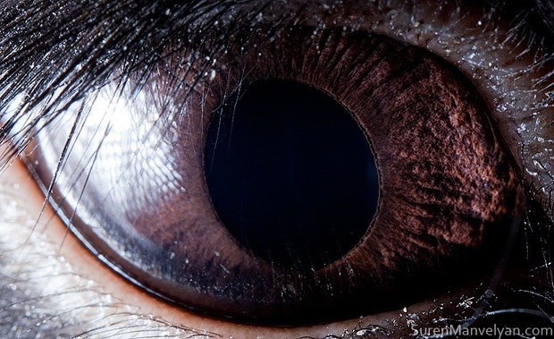 Sâu thẳm bên trong đôi mắt của các loài vật có gì? Loạt ảnh được zoom cận cảnh sau đây chính là câu trả lời cho điều đó - Ảnh 9.