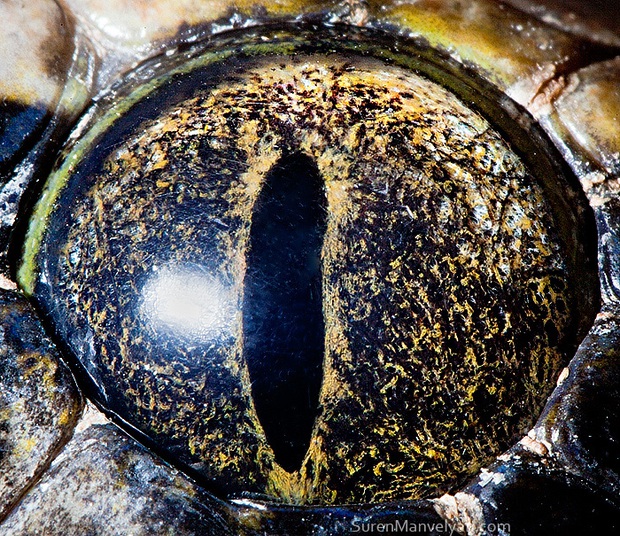 Sâu thẳm bên trong đôi mắt của các loài vật có gì? Loạt ảnh được zoom cận cảnh sau đây chính là câu trả lời cho điều đó - Ảnh 11.