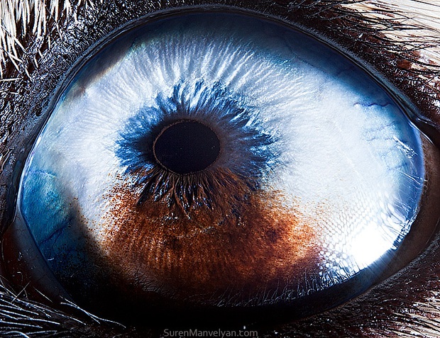 Sâu thẳm bên trong đôi mắt của các loài vật có gì? Loạt ảnh được zoom cận cảnh sau đây chính là câu trả lời cho điều đó - Ảnh 12.