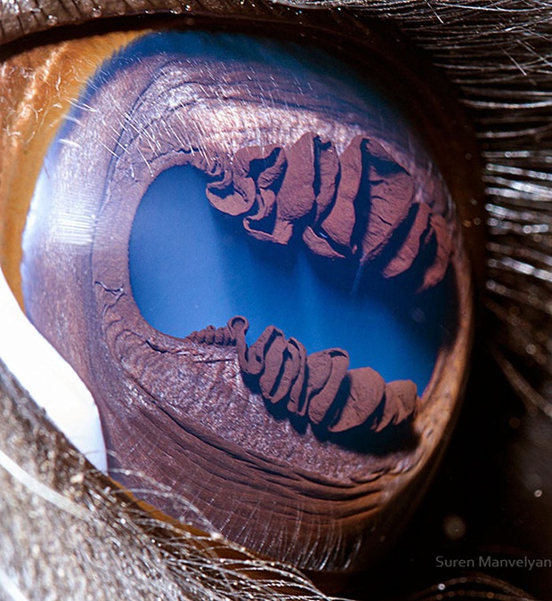 Sâu thẳm bên trong đôi mắt của các loài vật có gì? Loạt ảnh được zoom cận cảnh sau đây chính là câu trả lời cho điều đó - Ảnh 13.