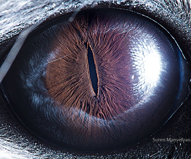 Sâu thẳm bên trong đôi mắt của các loài vật có gì? Loạt ảnh được zoom cận cảnh sau đây chính là câu trả lời cho điều đó - Ảnh 14.
