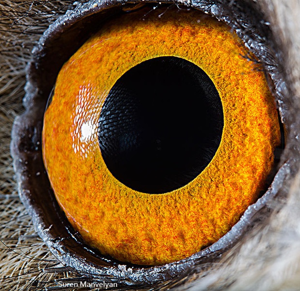 Sâu thẳm bên trong đôi mắt của các loài vật có gì? Loạt ảnh được zoom cận cảnh sau đây chính là câu trả lời cho điều đó - Ảnh 16.
