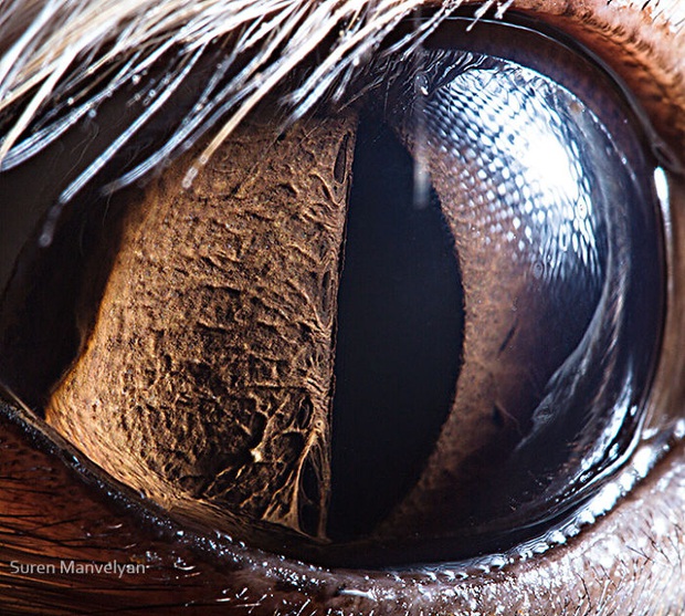 Sâu thẳm bên trong đôi mắt của các loài vật có gì? Loạt ảnh được zoom cận cảnh sau đây chính là câu trả lời cho điều đó - Ảnh 18.