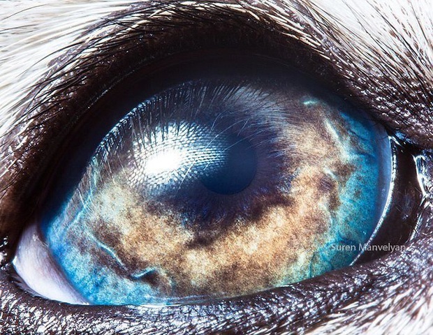 Sâu thẳm bên trong đôi mắt của các loài vật có gì? Loạt ảnh được zoom cận cảnh sau đây chính là câu trả lời cho điều đó - Ảnh 21.