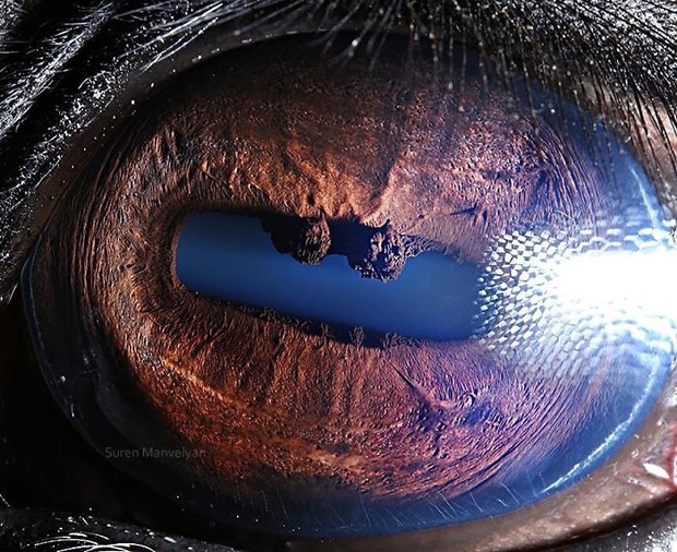Sâu thẳm bên trong đôi mắt của các loài vật có gì? Loạt ảnh được zoom cận cảnh sau đây chính là câu trả lời cho điều đó - Ảnh 24.