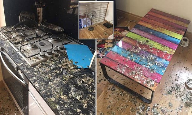 Quên đóng cửa sổ 5 tháng liền, chàng trai tá hỏa nhận ra nhà trọ đã biến thành nhà vệ sinh công cộng cho lũ bồ câu - Ảnh 1.