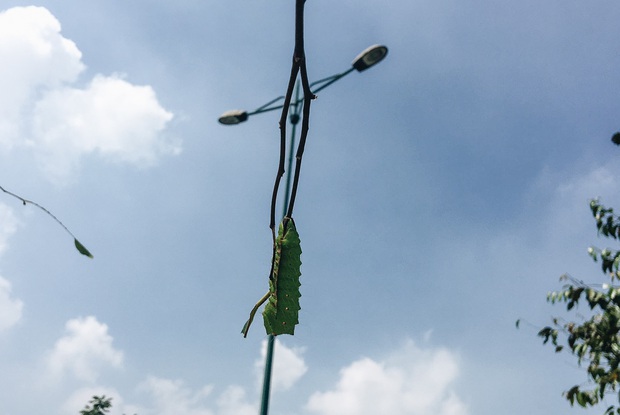 Đàn sâu to bằng ngón tay bò lúc nhúc, ăn trụi lá hàng loạt cây xanh trên đường nội đô đẹp nhất Sài Gòn - Ảnh 8. Đàn sâu to bằng ngón tay bò lúc nhúc, ăn trụi lá hàng loạt cây xanh trên đường nội đô đẹp nhất Sài Gòn - Ảnh 8.