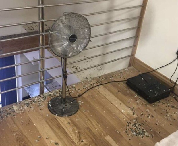 Quên đóng cửa sổ 5 tháng liền, chàng trai tá hỏa nhận ra nhà trọ đã biến thành nhà vệ sinh công cộng cho lũ bồ câu - Ảnh 2.