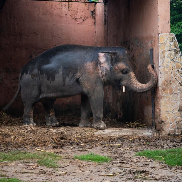 35 năm khổ sở của chú voi cô độc nhất hành tinh sắp được tự do: Gánh chịu nỗi đau mất bạn đời, tình trạng sức khỏe ai nghe cũng xót xa - Ảnh 1.
