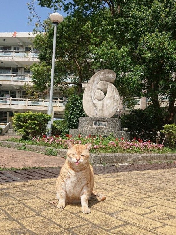 Middle school appointed super fat cat as vice principal, the task is to eat and sleep for the whole school to stroke and relieve stress - Photo 1.