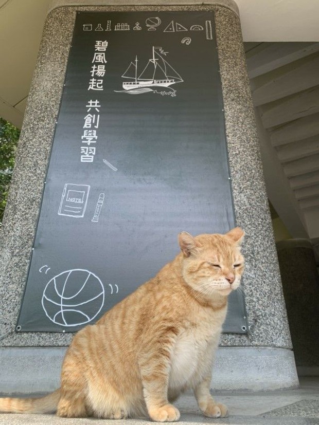 Middle school appointed super fat cat as vice principal, the task is to eat and sleep for the whole school to stroke and relieve stress - Photo 2.