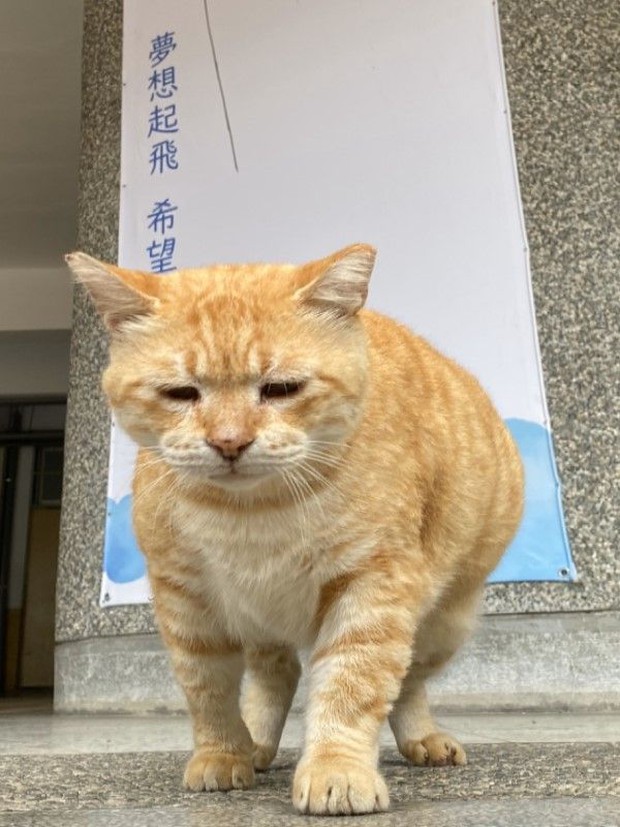 Middle school appointed super fat cat as vice principal, the task is to eat and sleep for the whole school to stroke to relieve stress - Photo 3.