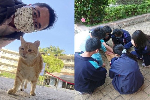 Middle school appointed super fat cat as vice principal, the task is to eat and sleep so that the whole school can stroke to relieve stress - Photo 4.