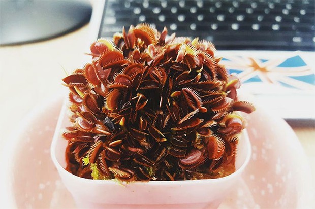 Những bức hình gây khó ở cực độ được chọn lọc từ các group có khẩu vị mặn nhất MXH Facebook - Ảnh 21. Những bức hình gây khó ở cực độ được chọn lọc từ các group có khẩu vị mặn nhất MXH Facebook - Ảnh 21.