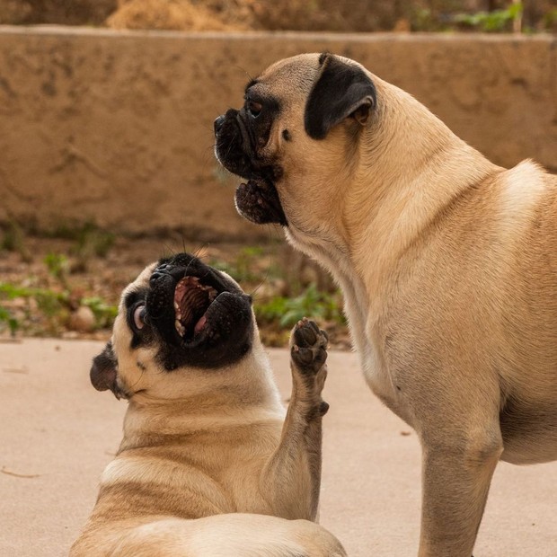 The two Pug brothers suddenly became famous because of their deep acting ability, no less than the super idol Nguyen Van Dui in the past - Photo 13.