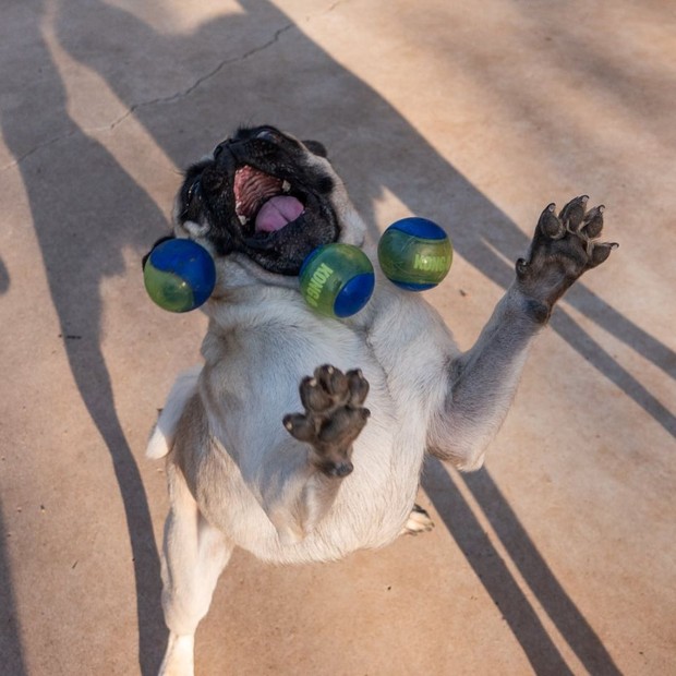 The two Pug brothers suddenly became famous because of their deep acting ability, no less than the super idol Nguyen Van Dui in the past - Photo 11.