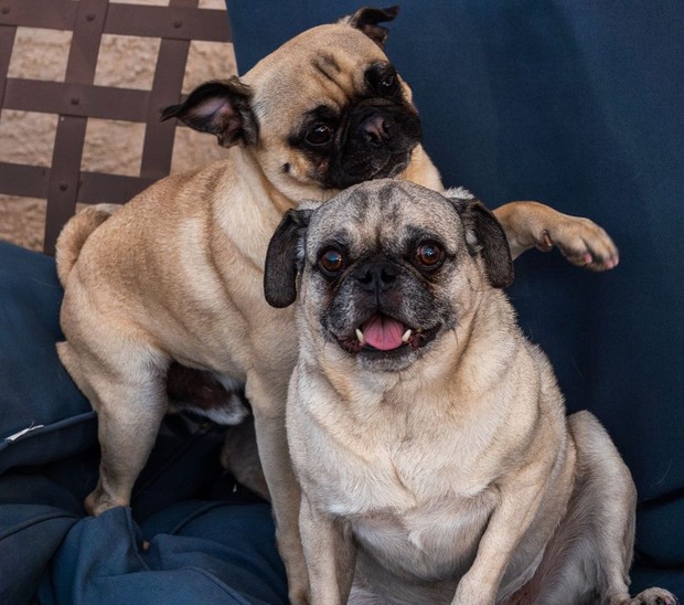 The two Pug brothers suddenly became famous because of their deep acting ability, no less than the super idol Nguyen Van Dui in the past - Photo 12.