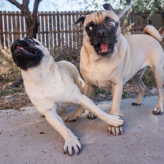 The two Pug brothers suddenly became famous because of their deep acting ability, no less than the super idol Nguyen Van Dui in the past - Photo 5.