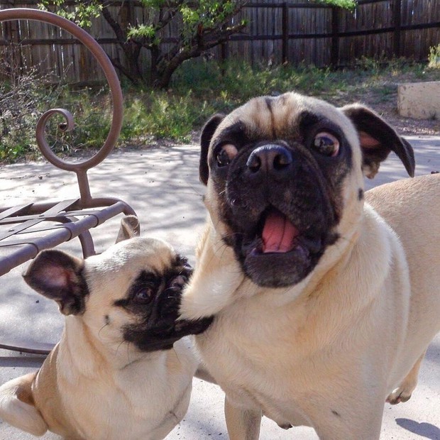 The two Pug brothers suddenly became famous because of their deep acting ability, no less than the super idol Nguyen Van Dui in the past - Photo 3.