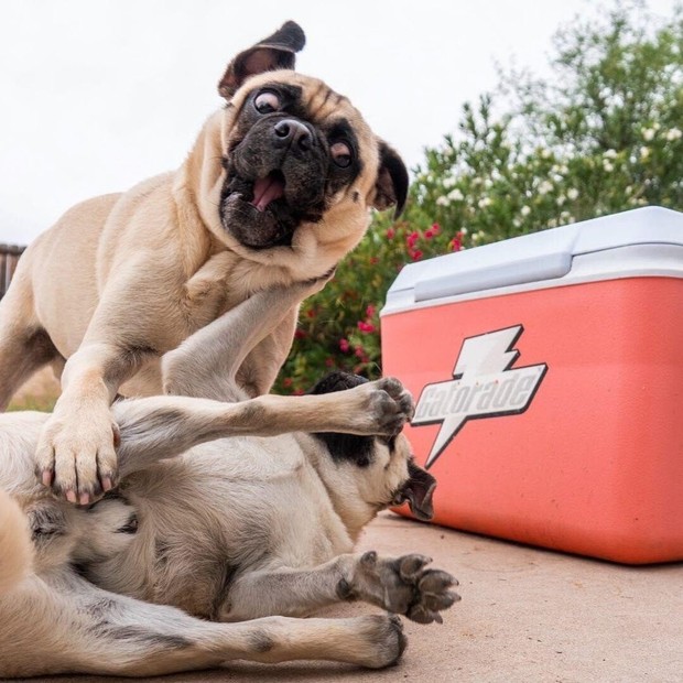 The two Pug brothers suddenly became famous because of their deep acting ability, no less than the super idol Nguyen Van Dui in the past - Photo 4.