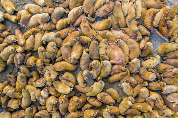 Cá mập thắt cổ, cá voi dạt bờ...: Chùm ảnh cho thấy bi kịch dưới đại dương đang trở nên đáng sợ đến mức nào - Ảnh 10.