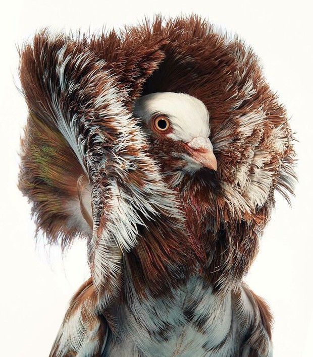 Đầu cắt moi đến râu quai nón - chùm ảnh chân dung cực nghệ của một số loài chim siêu hiếm có khó tìm - Ảnh 6.